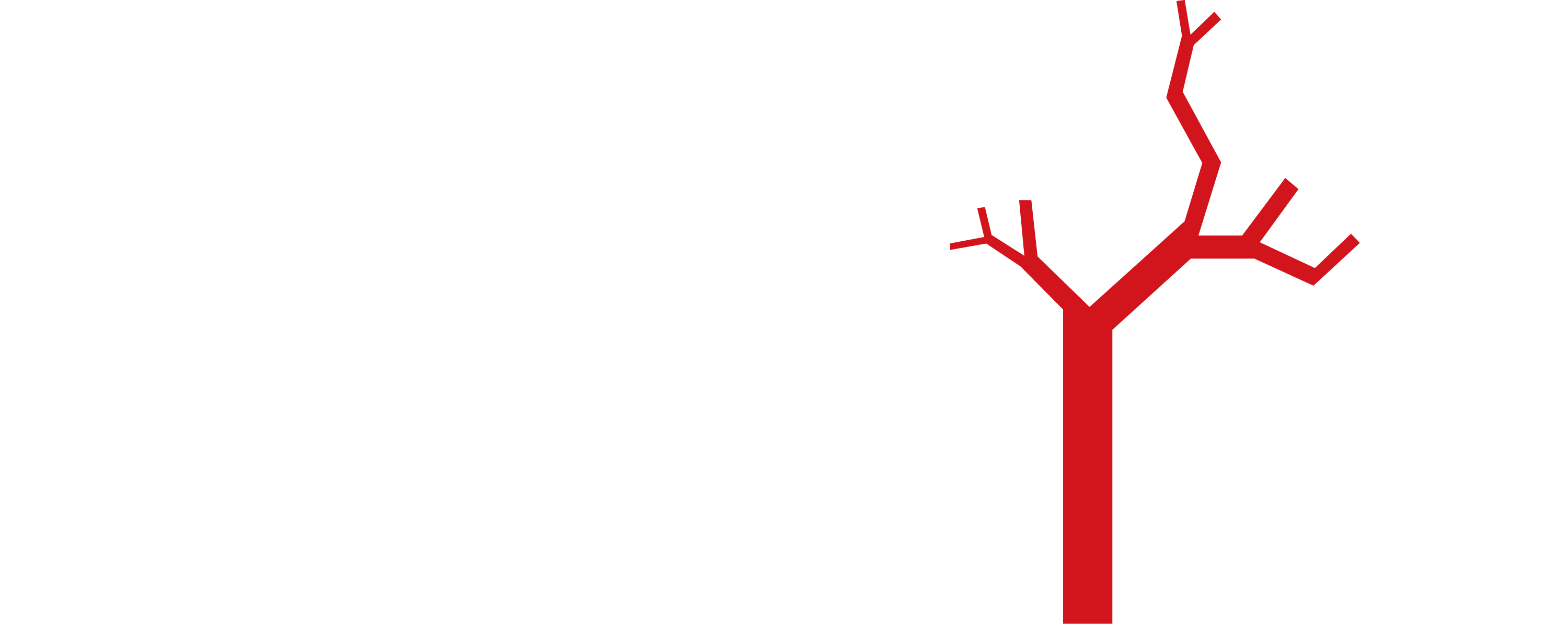 Aorta